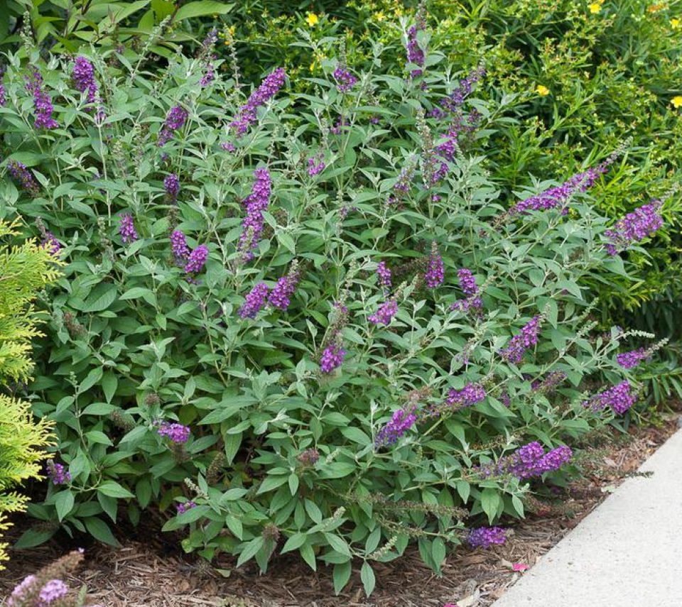 Butterfly Bush