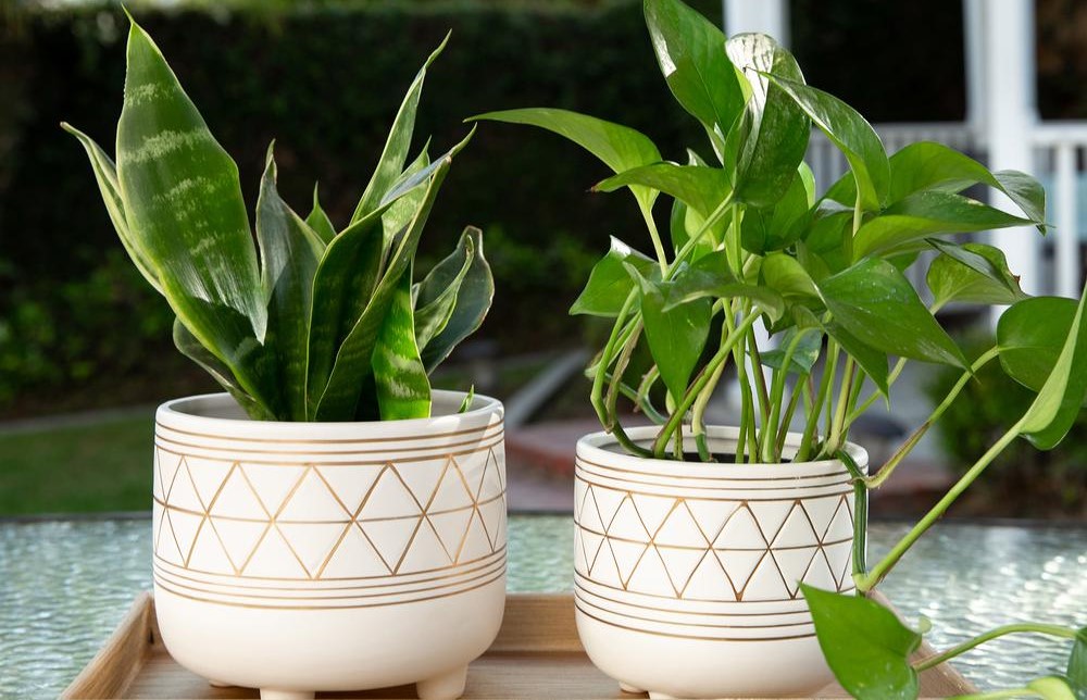 two planters with houseplants in them