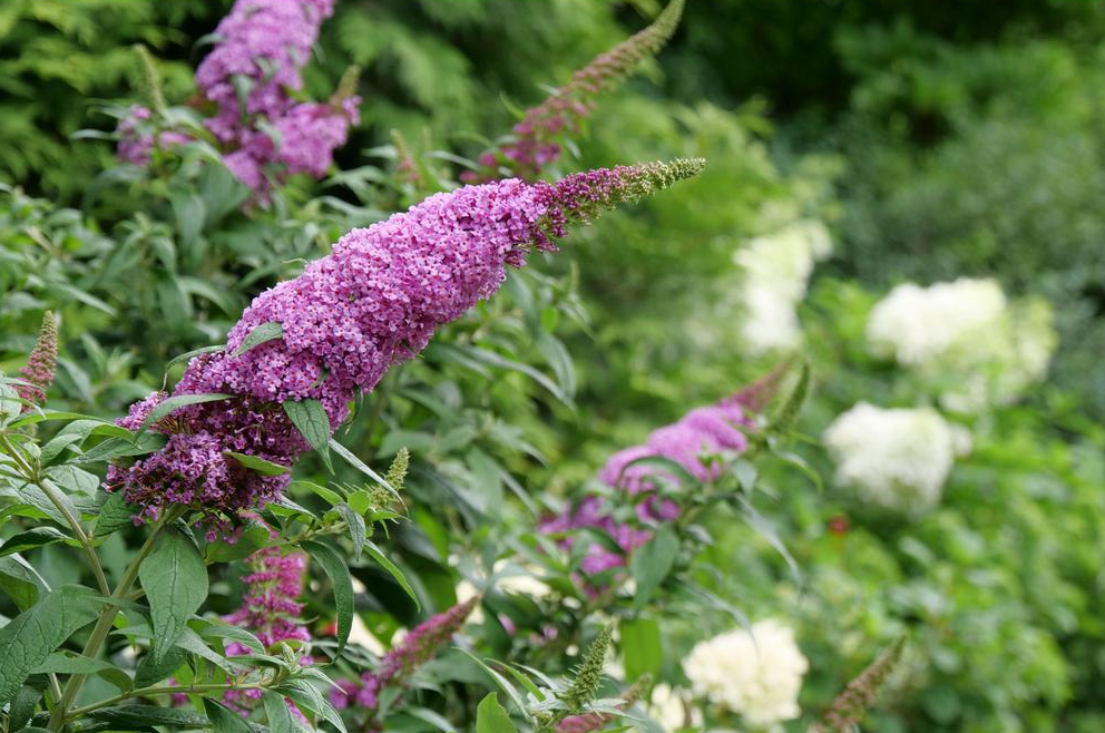 Proven Winners Butterfly Bush