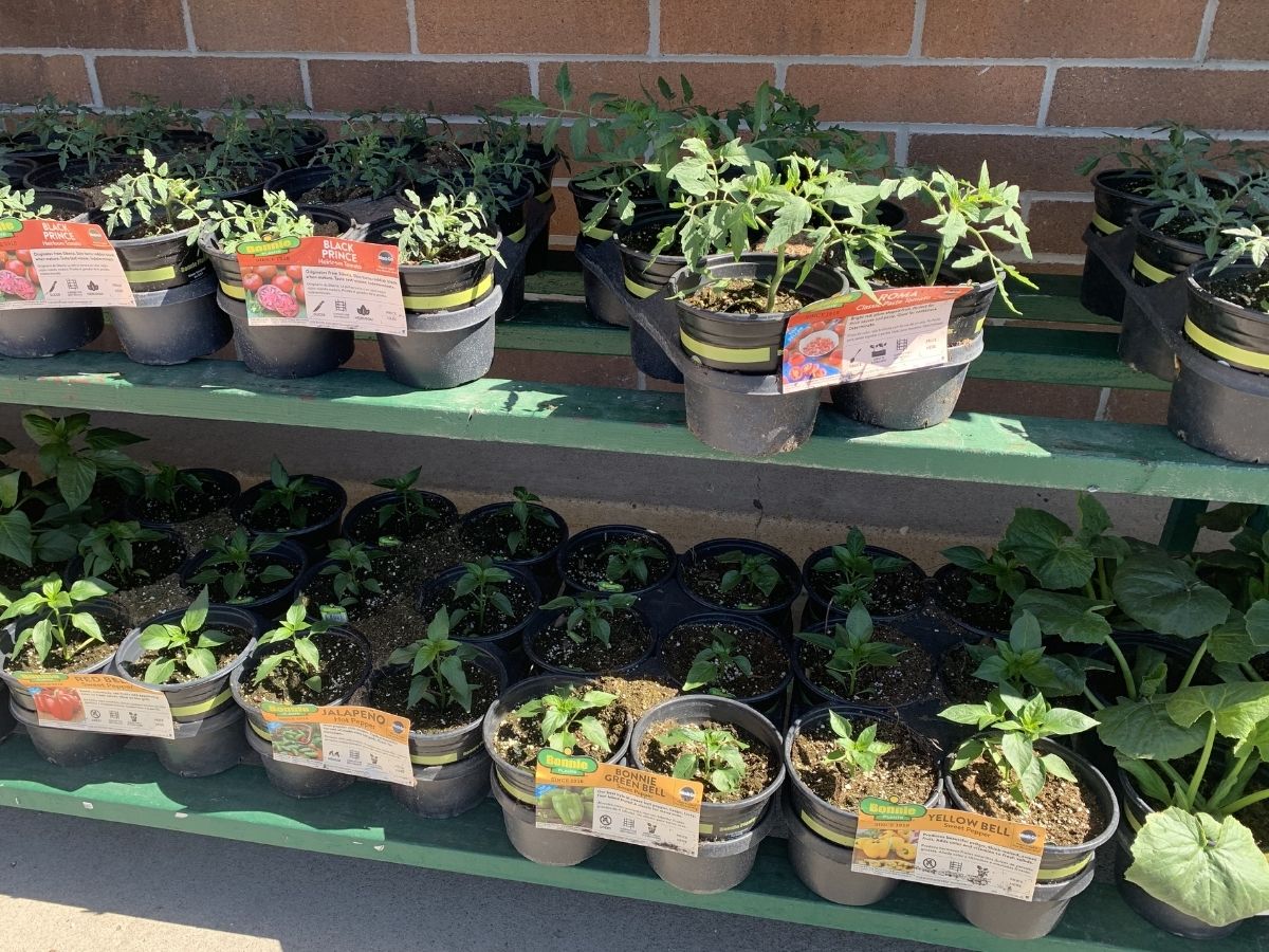 vegetable plants at sam's club