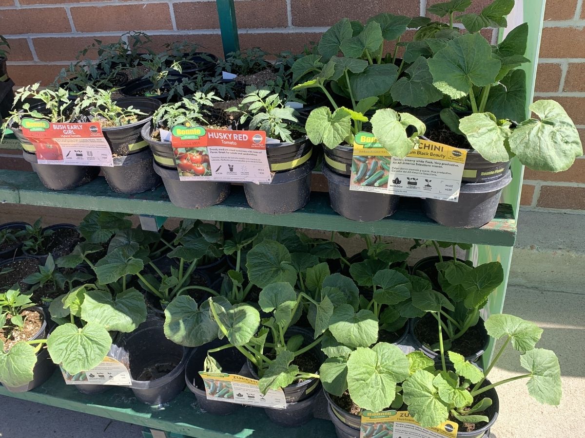 vegetable plants at sam's club