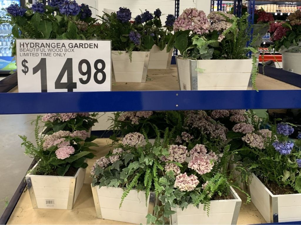 hydrangea garden plant in white box