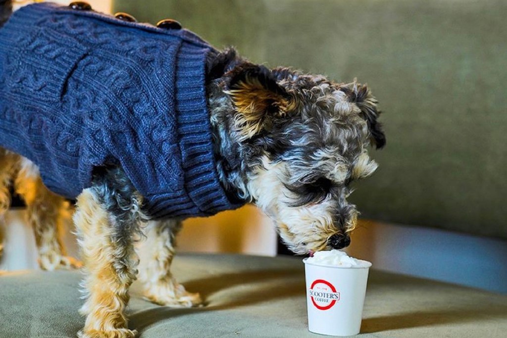 dog with pup cup from scooter's coffee