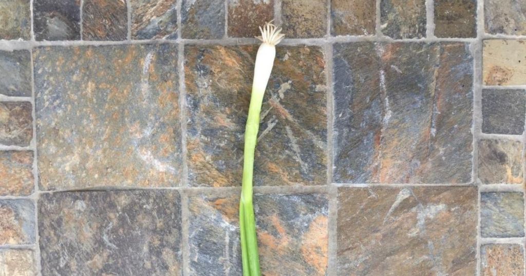 full grown green onion