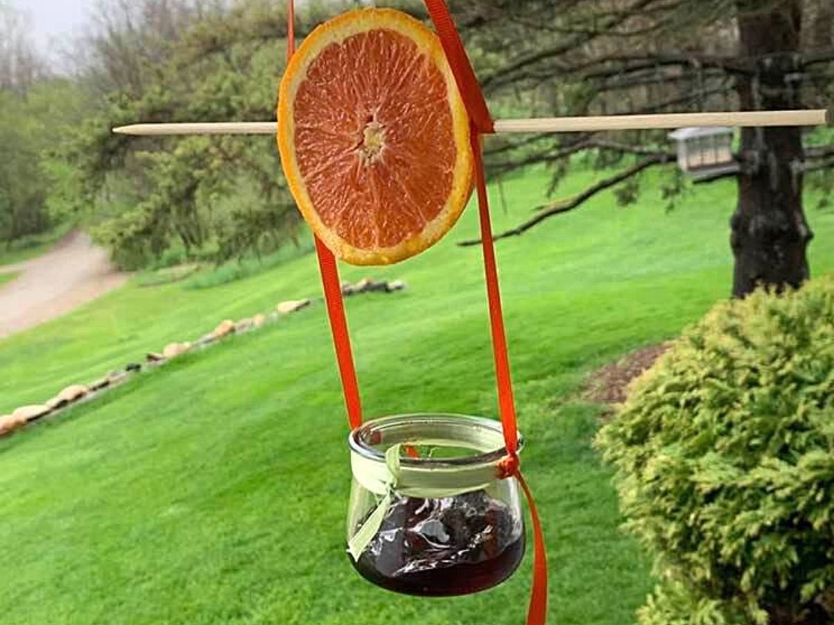 diy bird feeder with jelly and orange slice