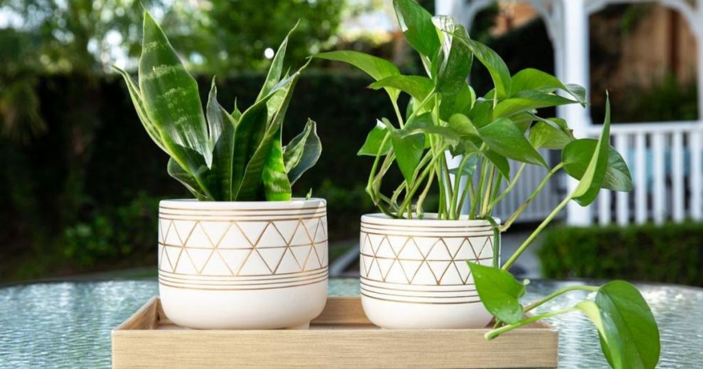 houseplants in planters