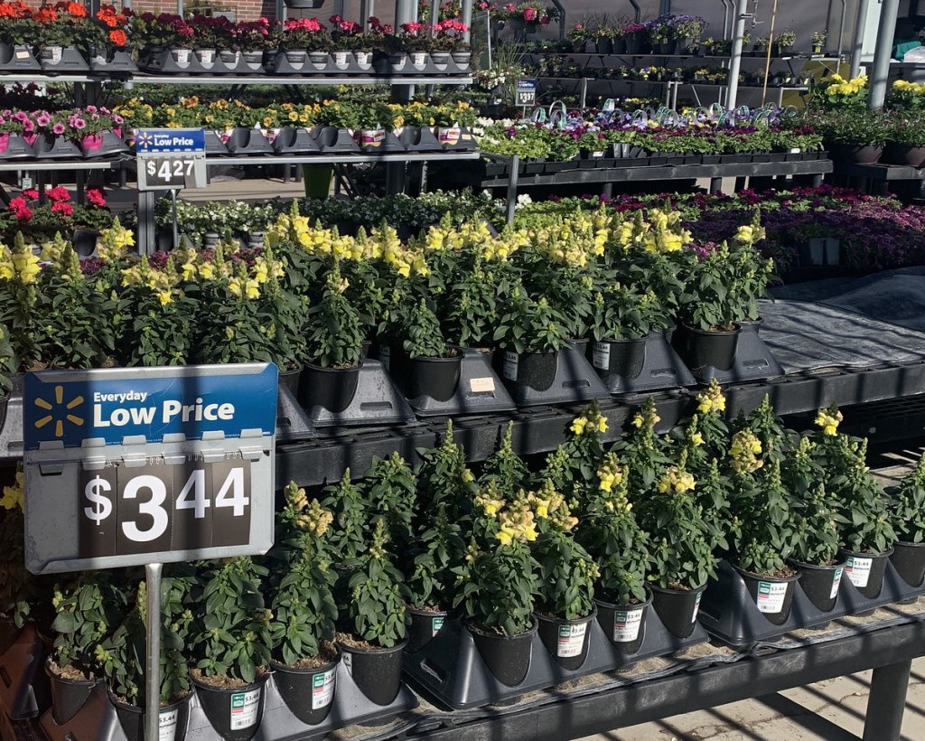 potted flower in store at walmart