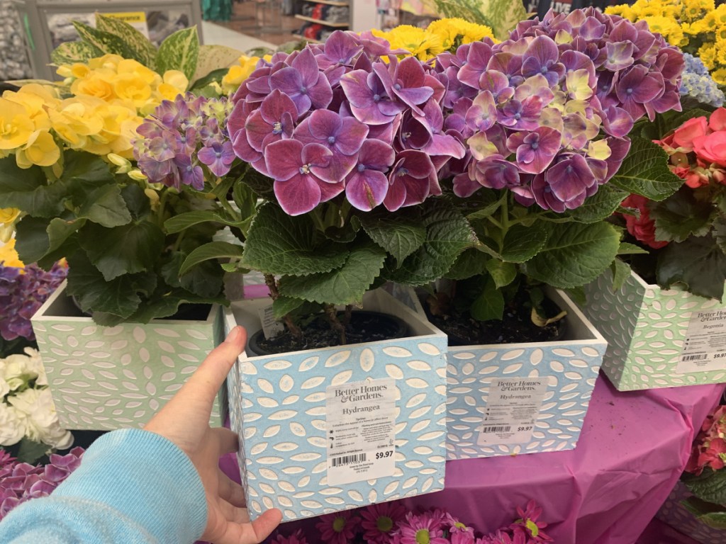 walmart hydrangeav in store