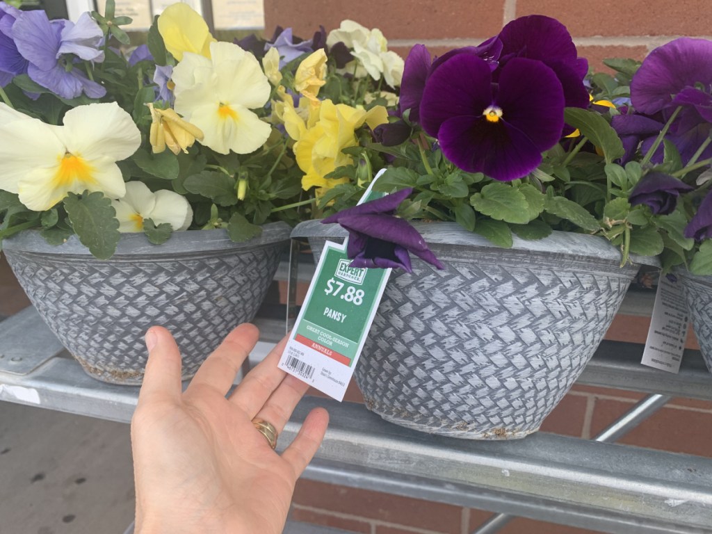 walmart pansies in store