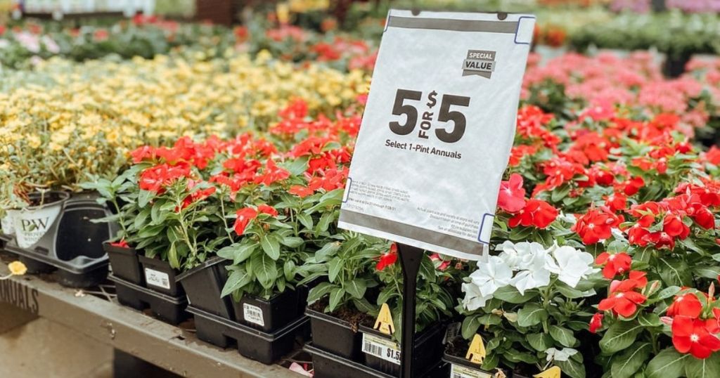 1-Pint Annuals Lowes