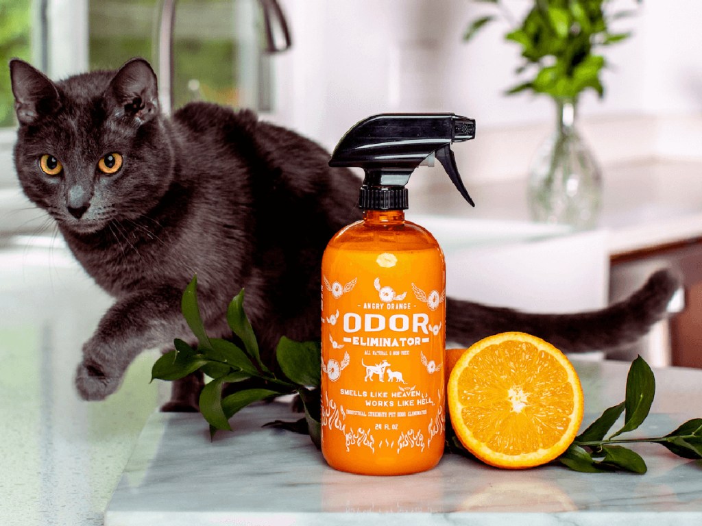 Angry Orange Pet Odor Eliminator spray with cat