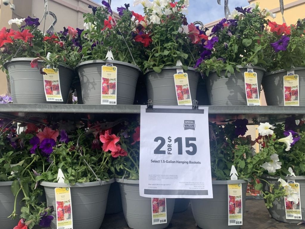 Hanging Flowers Lowe's