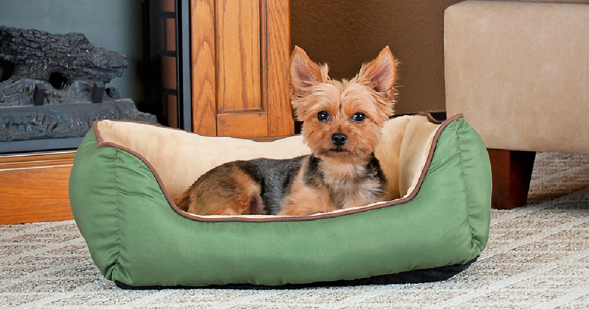 dog in green dog bed