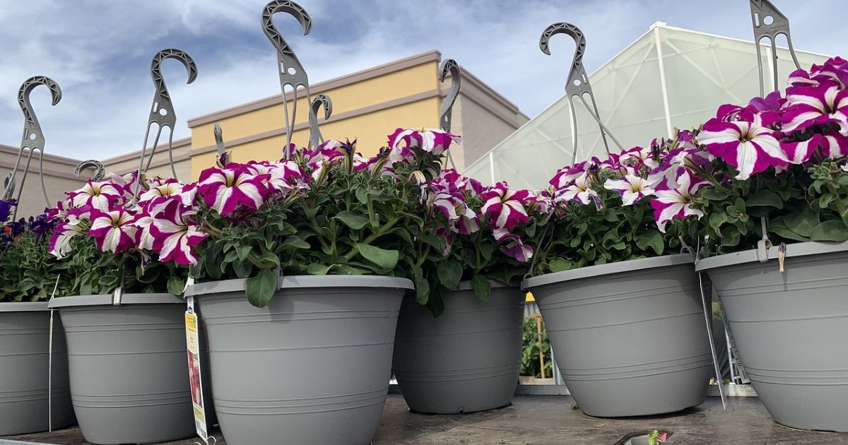 hanging baskets of flowers