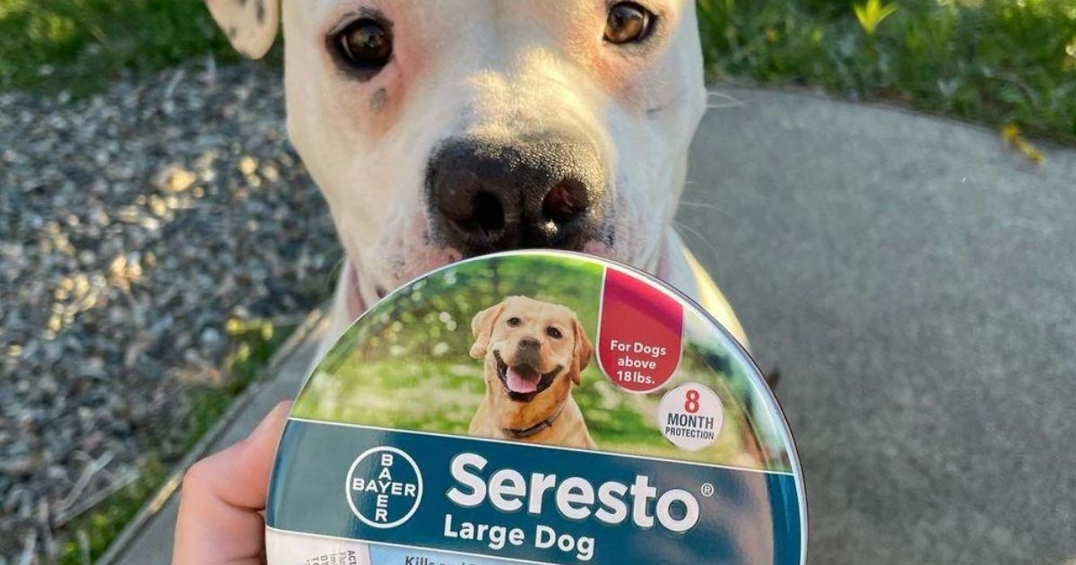Seresto flea and tick collar in front of dog