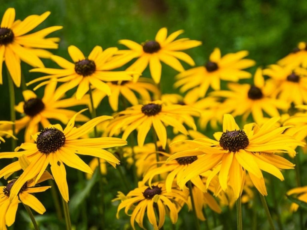 black-eyed susans flowers