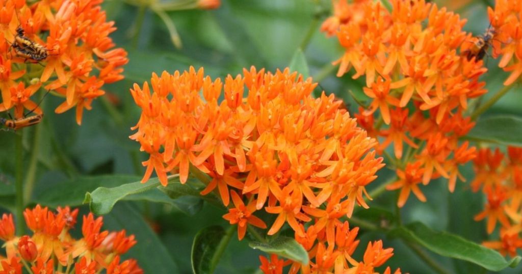 butterfly milkweed flowers