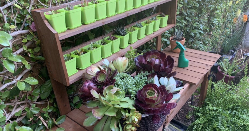 garden area with wooden bench holding plants