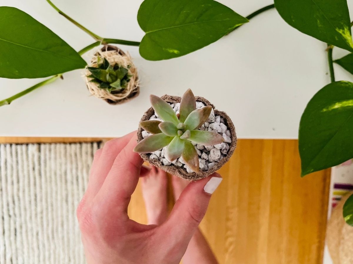 hand holding succulent plant