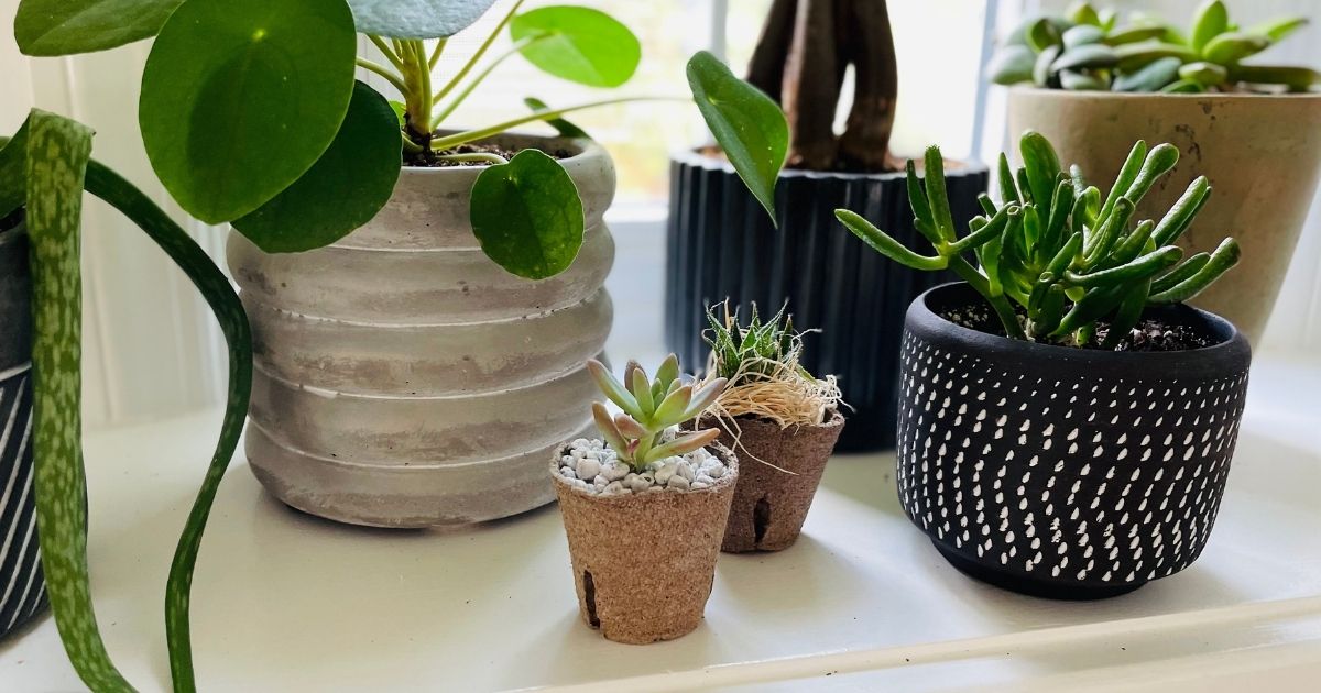 2 succulent plants by window