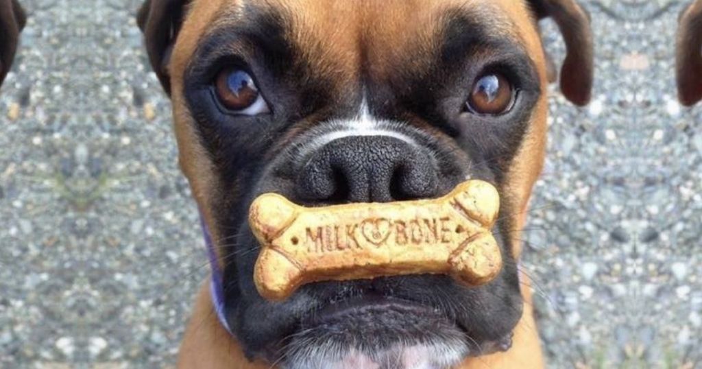 Milk Bone Biscuit on dog's mouth