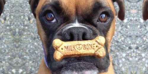 Milk-Bone Dog Treats from $6.94 Shipped on Amazon (Regularly $12) | Includes Regular or Grain Free Varieties