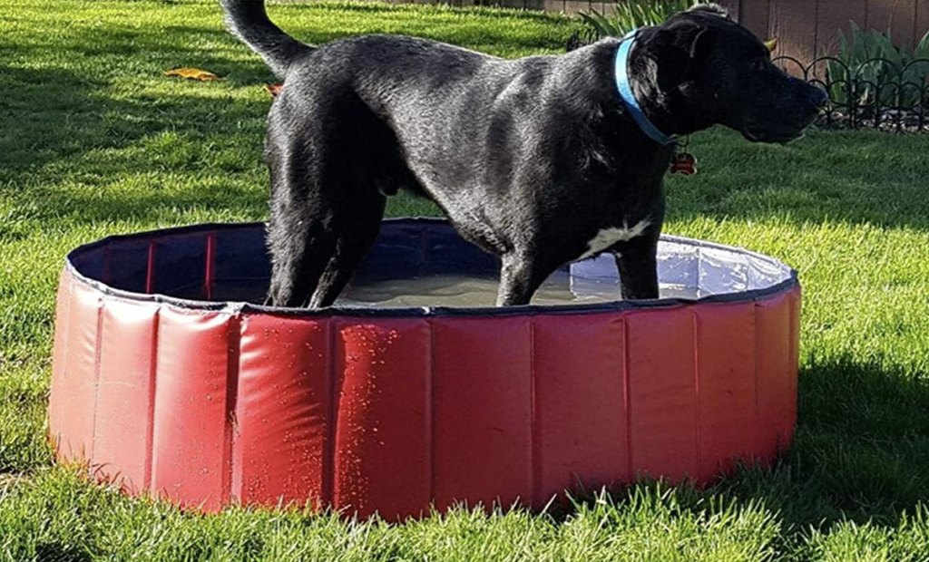 black lab standing in red pool