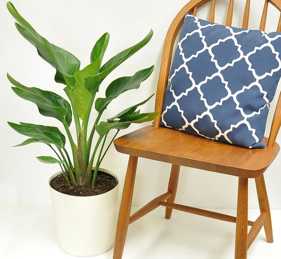 Bird in Paradise plant in planter by a chair