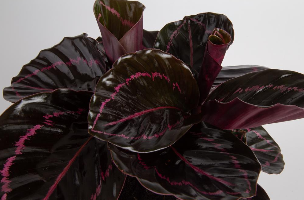 Calathea Plant Leaves