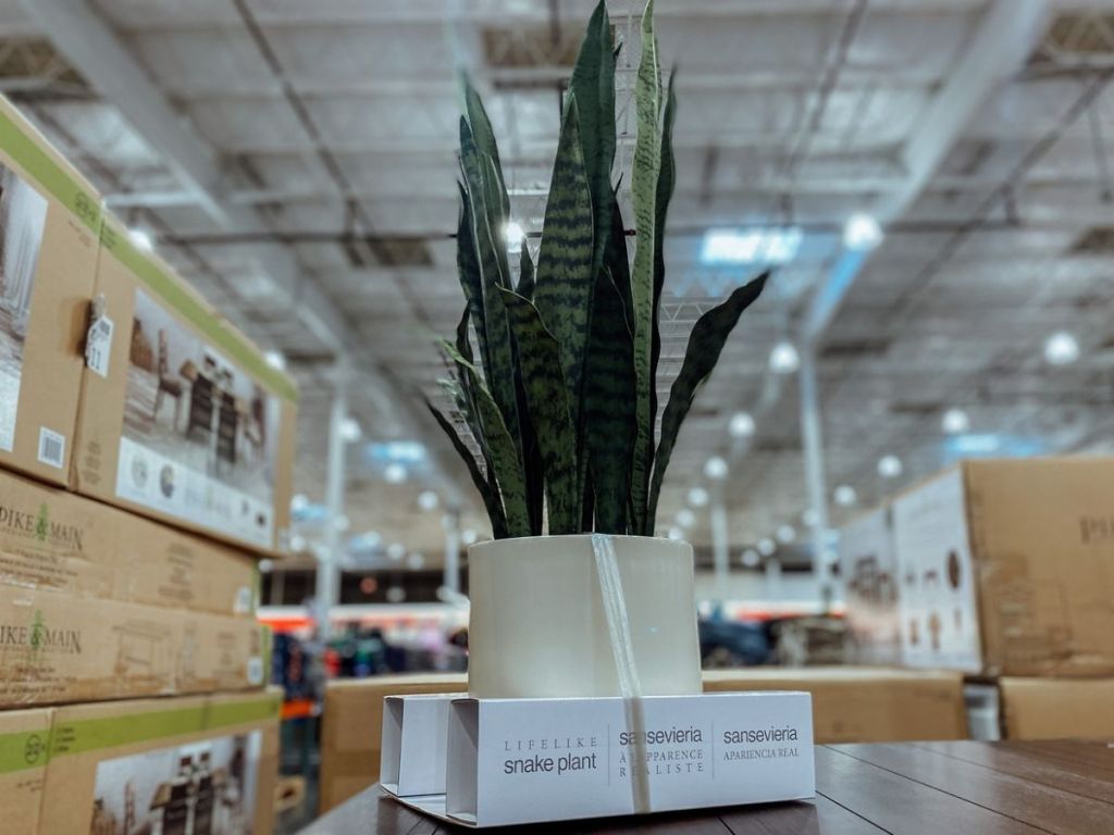 Costco Faux Snake Plant