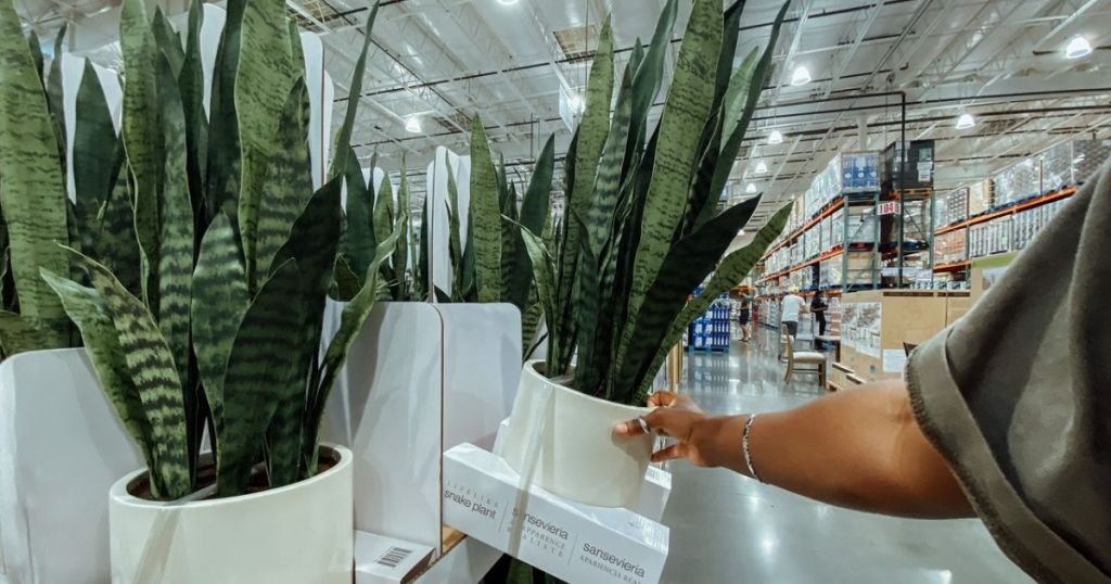 Costco Snake Plant