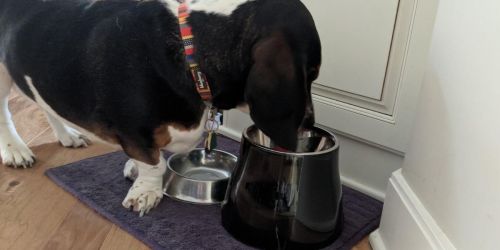 Elevated Dog Bowl Only $5.49 on Amazon or Petsmart.com (Regularly $17)