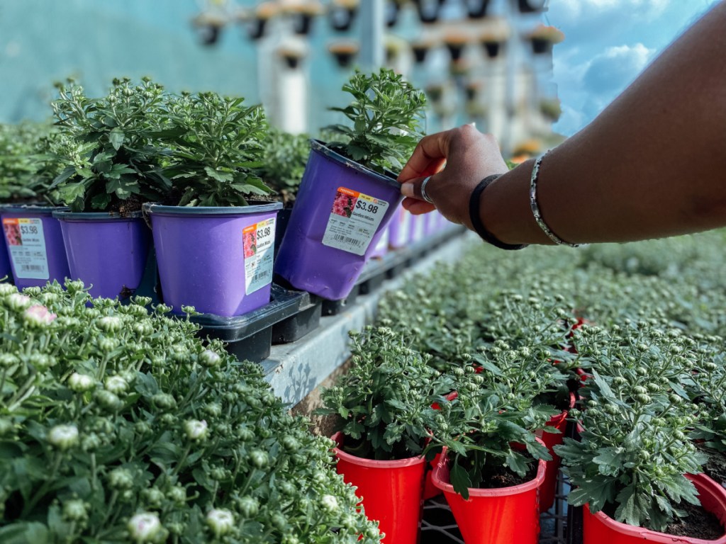 Woman grabbing small fall mum from home depot store display