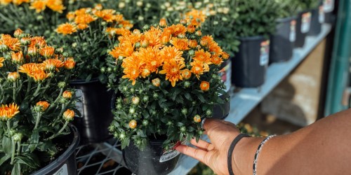 Home Depot Labor Day Sale Starts Tomorrow | Indoor Houseplants Only $4 Each + Much More!
