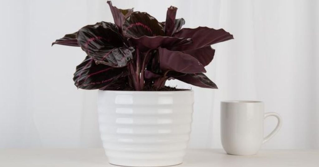 Potted Calathea next to a coffee cup