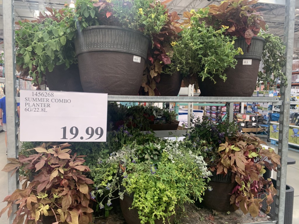 summer plants in planter on store shelf