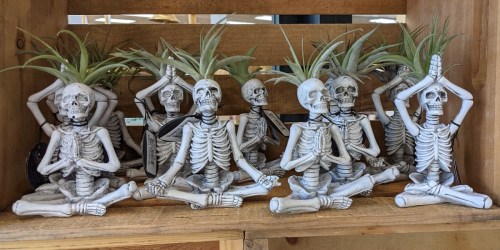 Yoga Skeleton Air Plants are Back at Trader Joe’s & They’re Only $6.99
