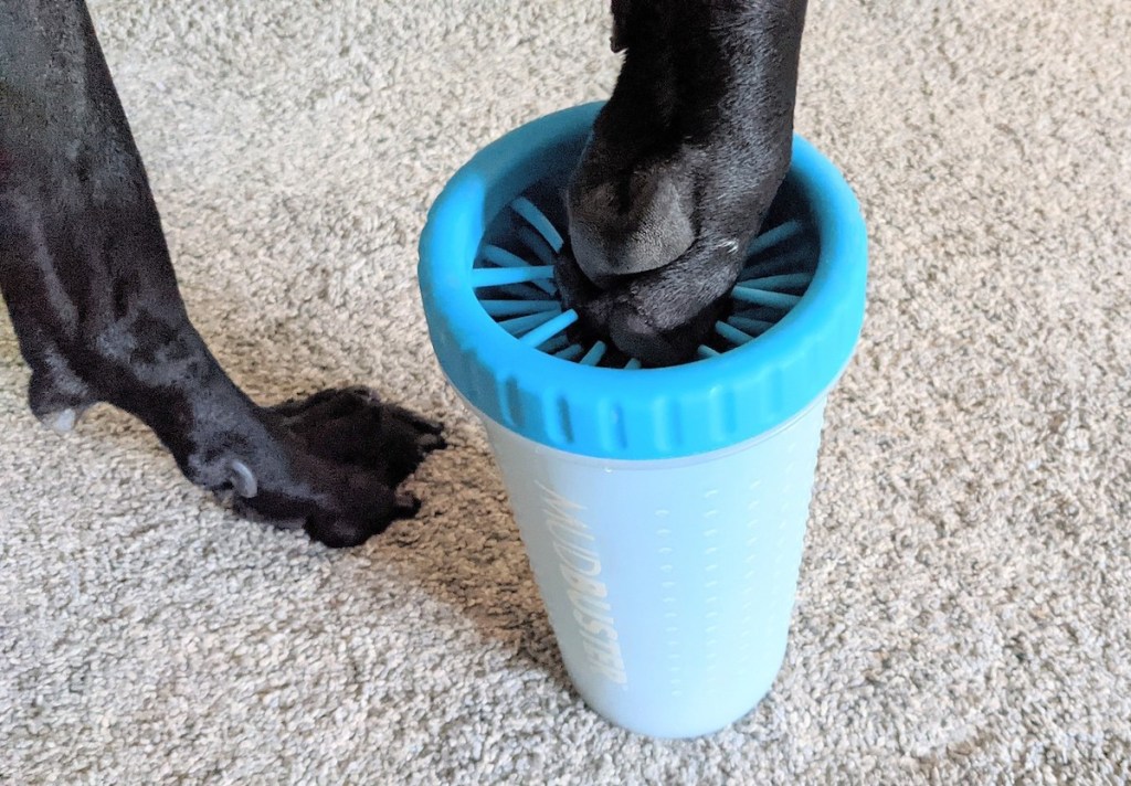 dog holding paw up over mudbuster paw cleaner on carpet