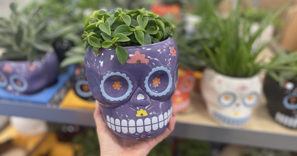 Day of the Dead Succulent