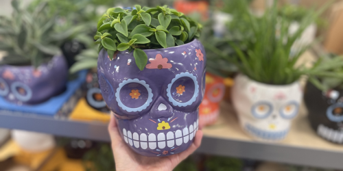 Day of the Dead Succulent 2-Pack Only $15.98 at Sam’s Club (Just $7.99 Each) | Available In-Club Only