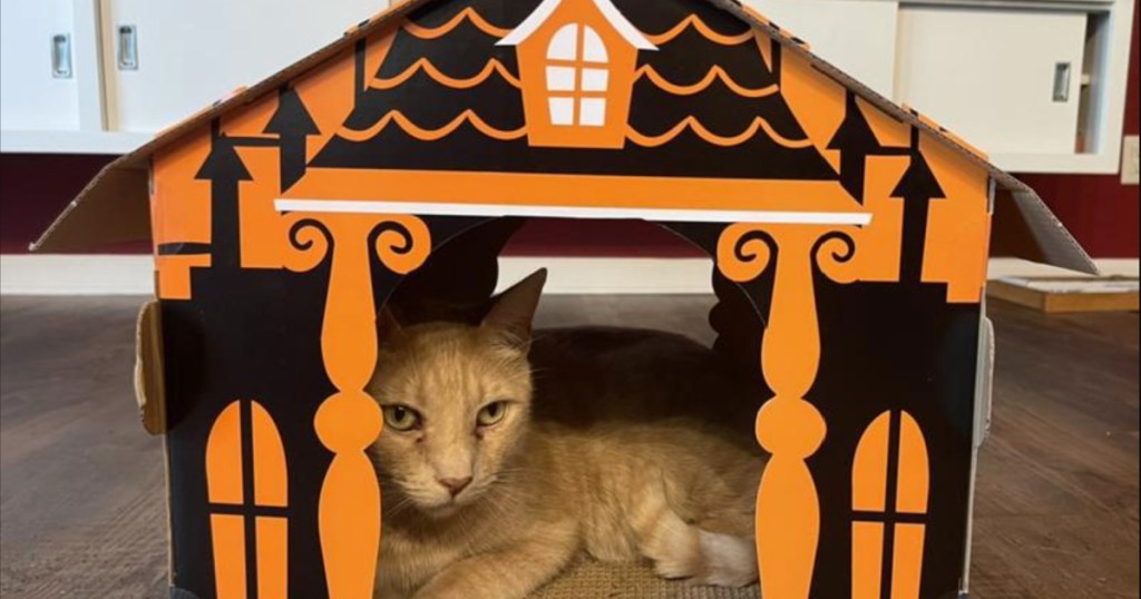 cat in hyde & eek cat house