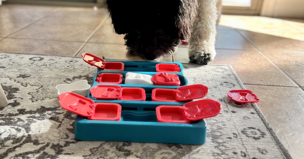 dog sniffing a puzzle dog toy