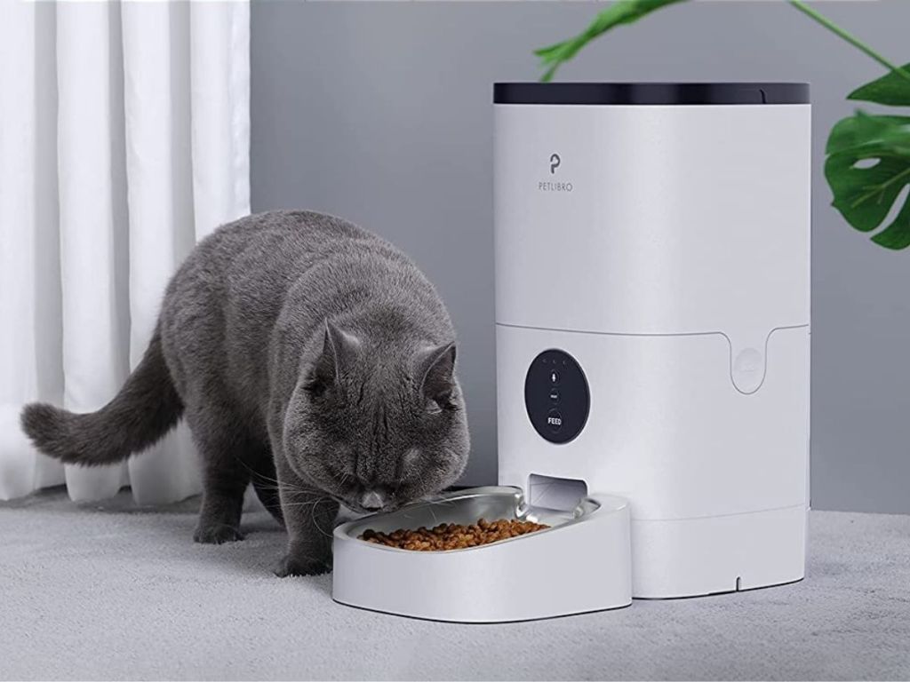 gray cat eating out of white pet feeder