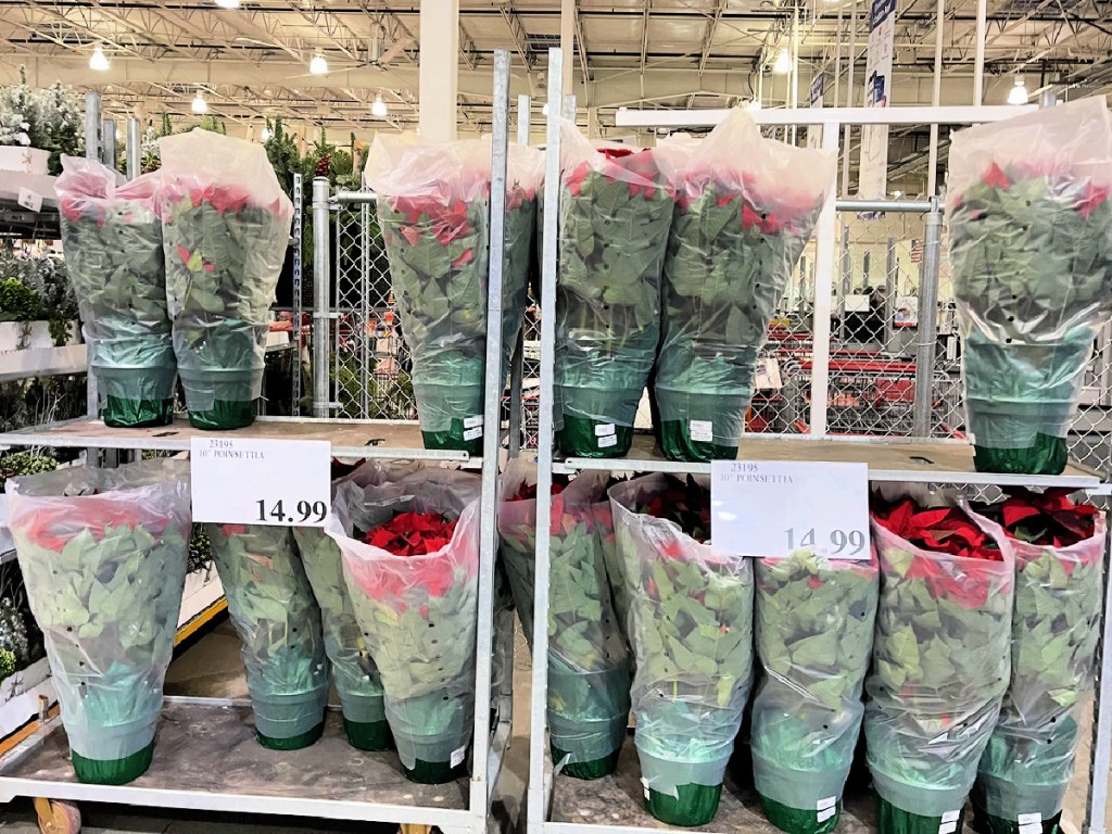 10″ Potted Poinsettias