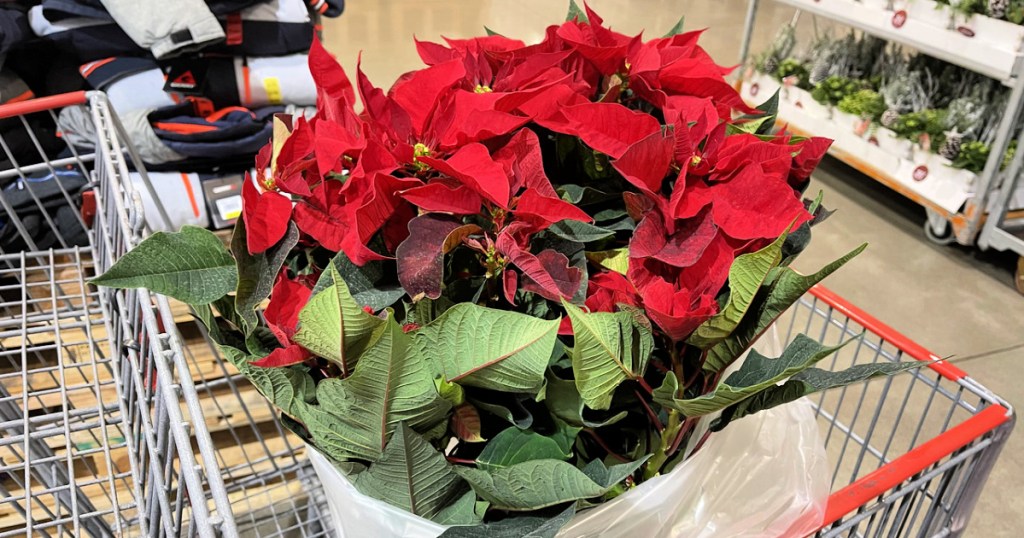 10″ potted poinsettias
