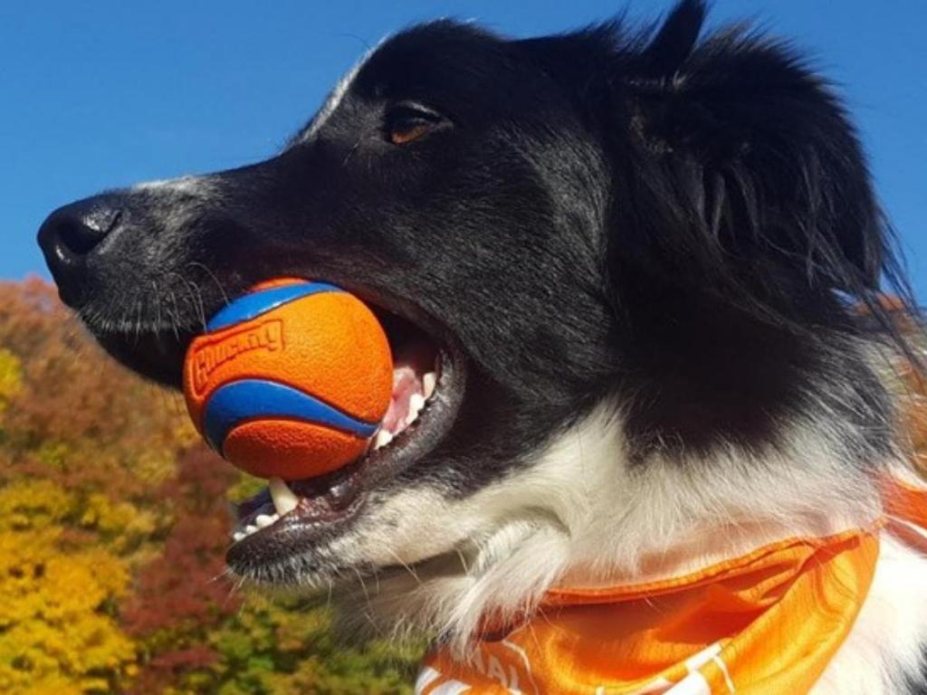 dog holding chuck it ultra medium ball in mouth