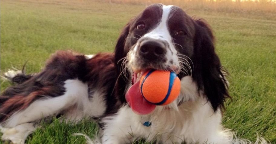 dog carrying a ball in its mouth