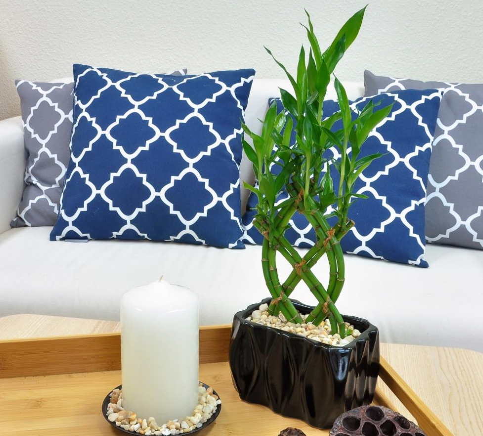 Lucky Bamboo in Ceramic Planter