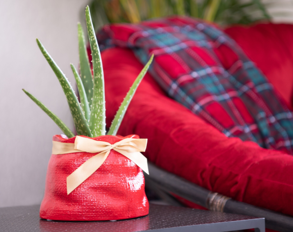 Aloe Barbadensis in Planter