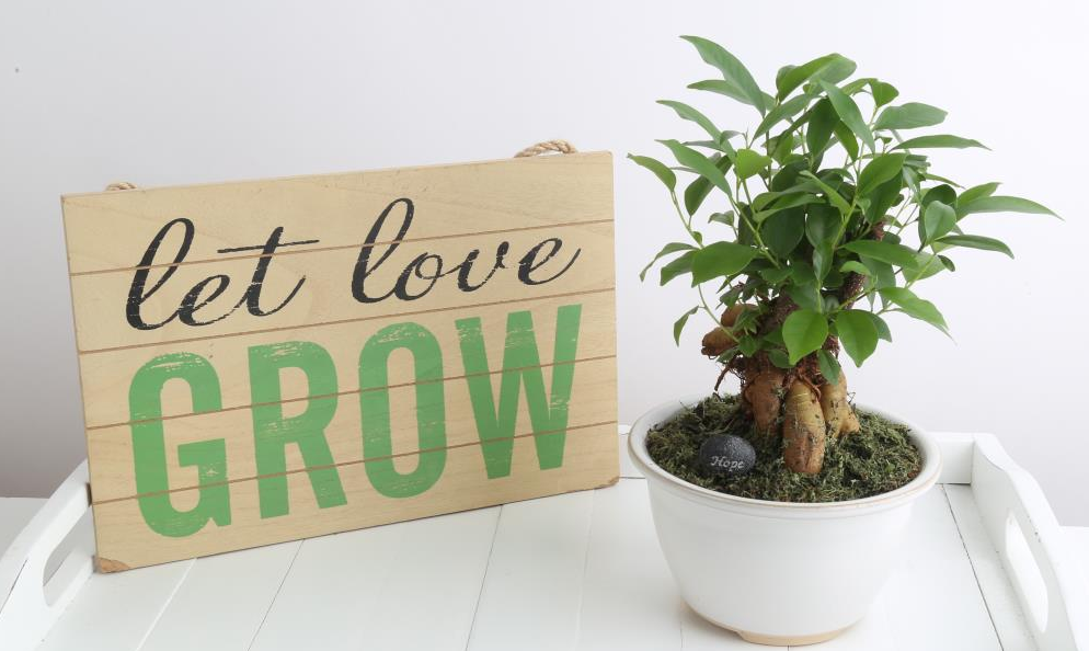 Bonsai in Ceramic Planter